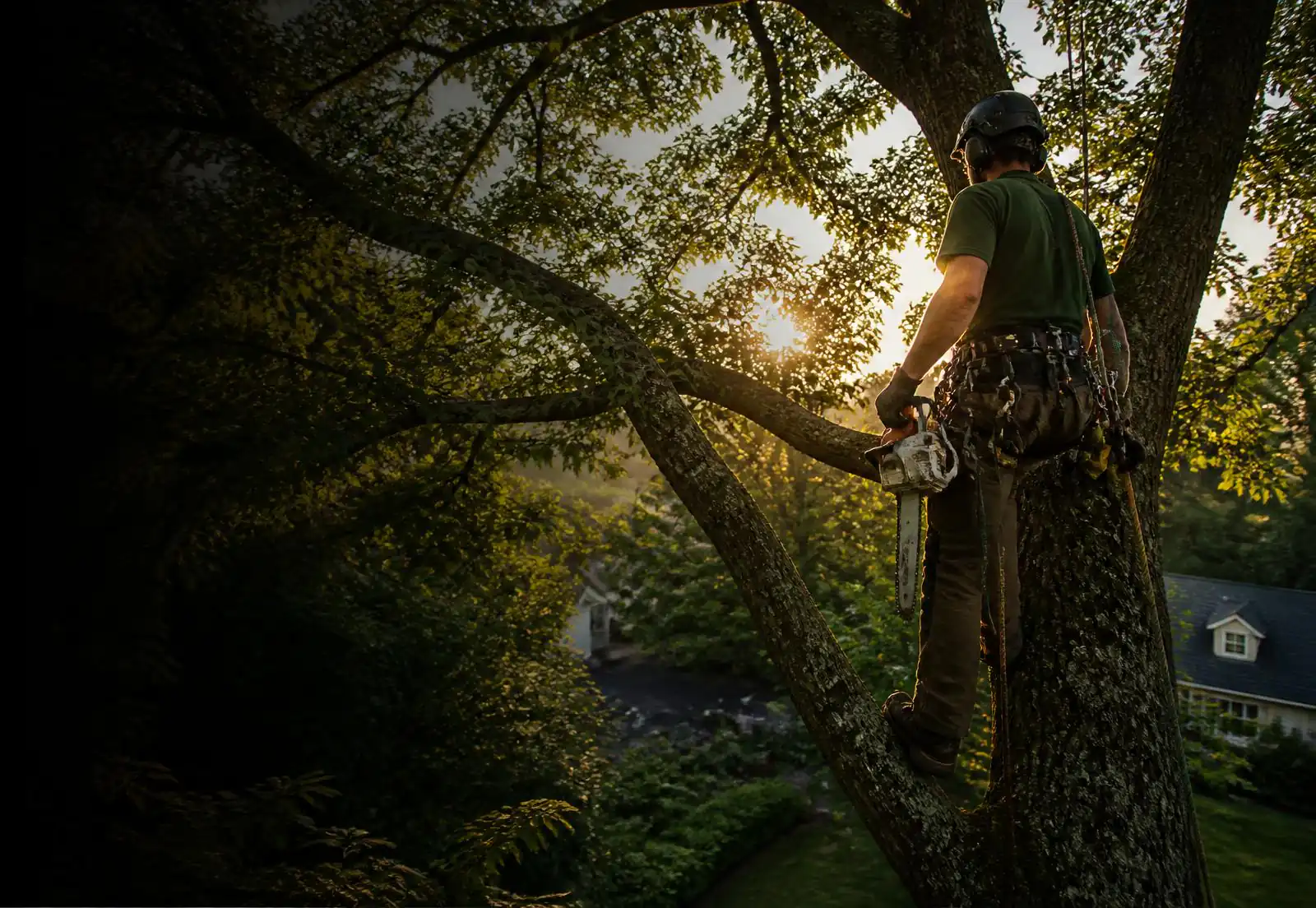 Certified arborist climbing a mature oak tree at sunset